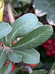 Pyracantha fortuneana