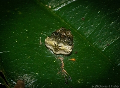 Arkys speechleyi