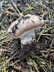 Agaricus