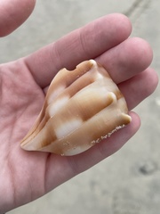 Sinistrofulgur sinistrum