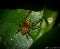 Prostheclina pallida