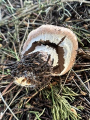 Agaricus