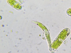Euglena