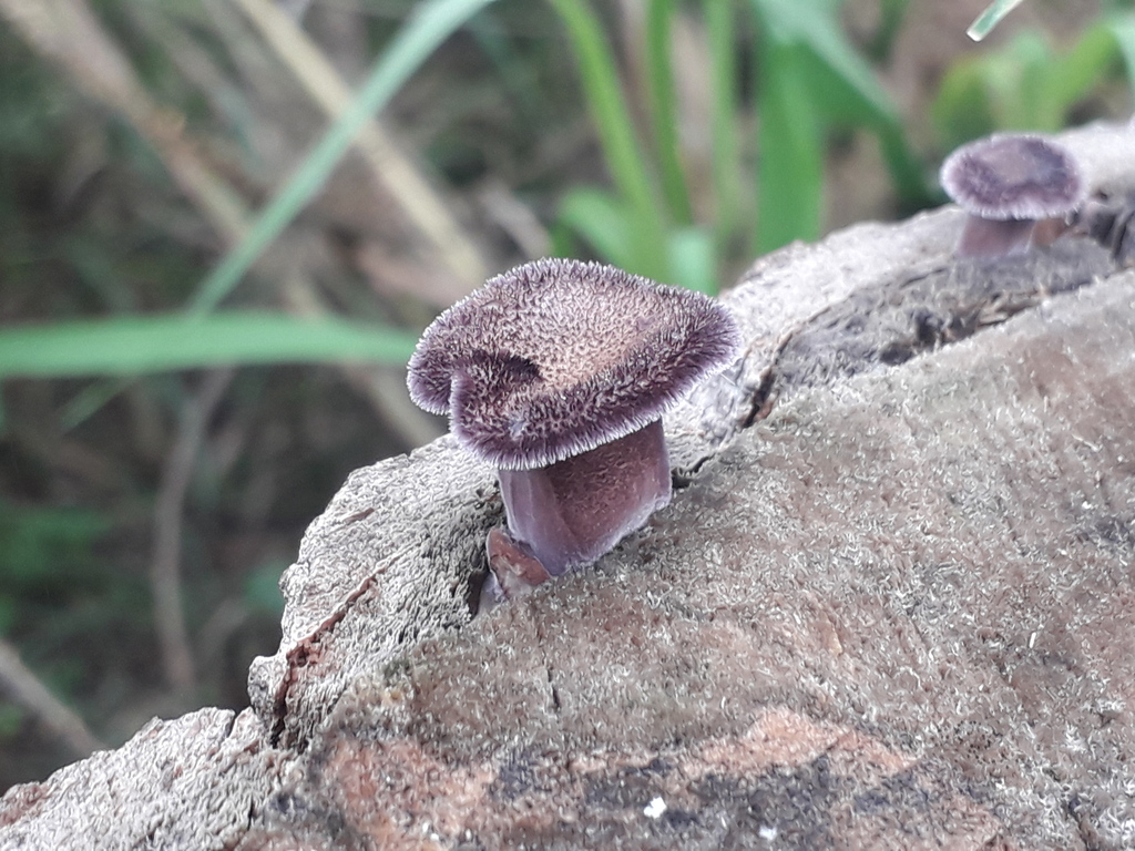 Panus strigellus · February 2023 · photo: © elbeltrocco (iNaturalist, cc-by)