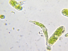 Euglena