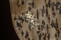 Goniosema anguliscripta
