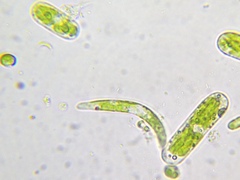 Euglena
