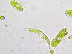 Euglena