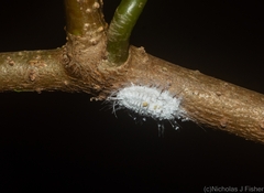 Monophlebidae