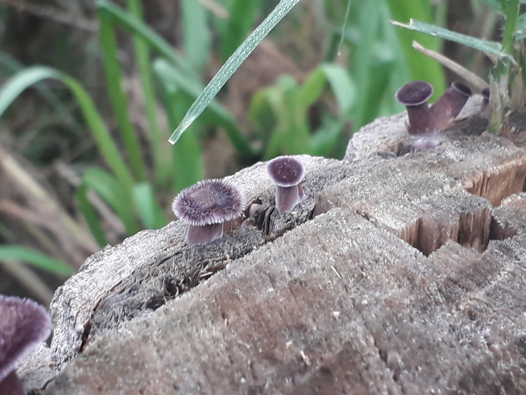 Panus strigellus · February 2023 · photo: © elbeltrocco (iNaturalist, cc-by)