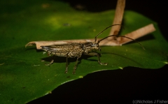 Temnosternus planiusculus