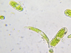 Euglena