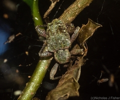 Eurychirus bituberculatus