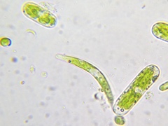 Euglena