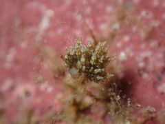 Eubranchus rustyus