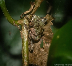 Eurychirus bituberculatus