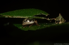 Zygogramma bicolorata