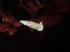 Aegires albopunctatus