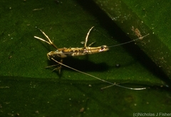Acrocercops pyrigenes