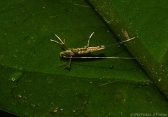 Acrocercops pyrigenes