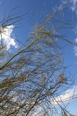 Parkinsonia florida