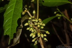 Planchonella australis