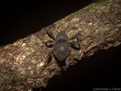 Onidistus araneus