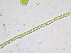 Klebsormidium