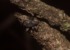 Onidistus araneus