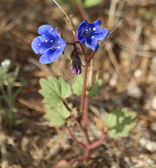 Phacelia campanularia