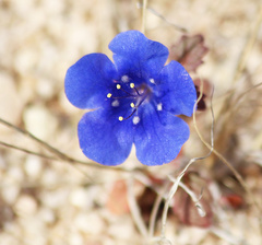 Phacelia campanularia