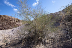 Parkinsonia florida
