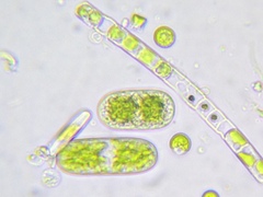 Klebsormidium