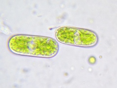 Cylindrocystis