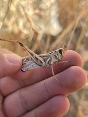 Rhammatocerus viatorius