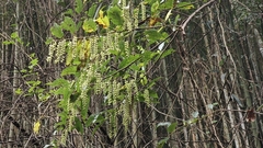 Stachyurus himalaicus