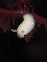 Cadlina modesta
