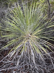 Yucca constricta