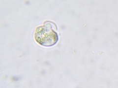 Entosiphon
