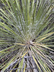 Yucca constricta