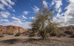 Parkinsonia florida