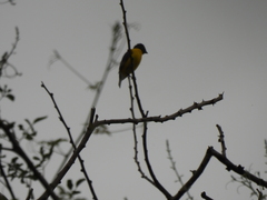 Euphonia