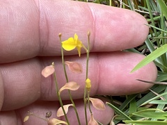 Utricularia bifida