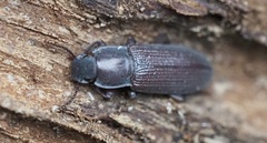 Idiobates castaneus