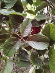 Macropsychanthus comosus