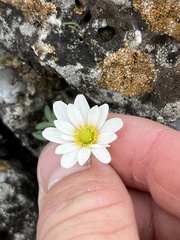 Anemone edwardsiana