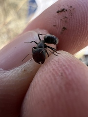 Camponotus ulcerosus