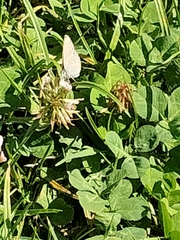 Zizina otis labradus