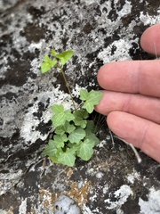 Maurandya antirrhiniflora
