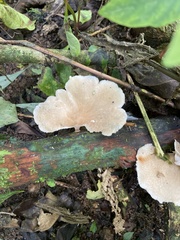 Trametes menziesii